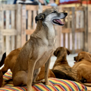 Jockey Plaza Shopping recebe feira de adoção de cães resgatados das enchentes do Rio Grande do Sul