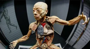Anatomia em cena: exposição Human Bodies volta a Curitiba no Jockey Plaza Shopping